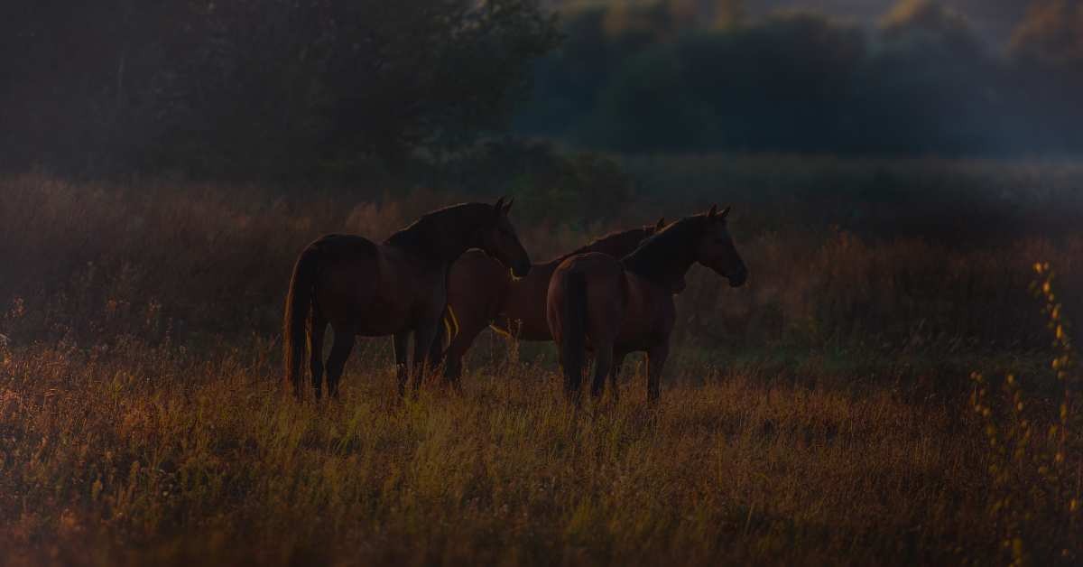 Manada de cavalos ao entardecer, no campo